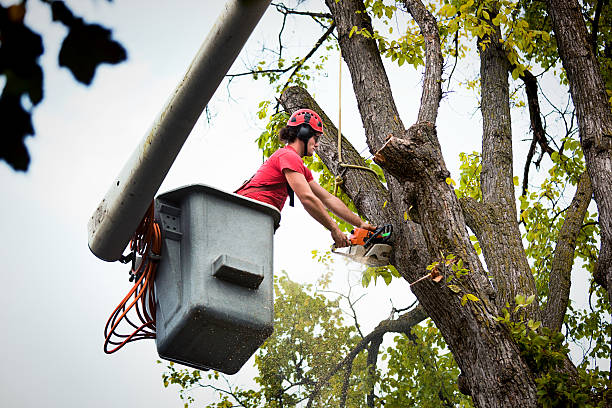 How Our Tree Care Process Works  in Hunter, OH